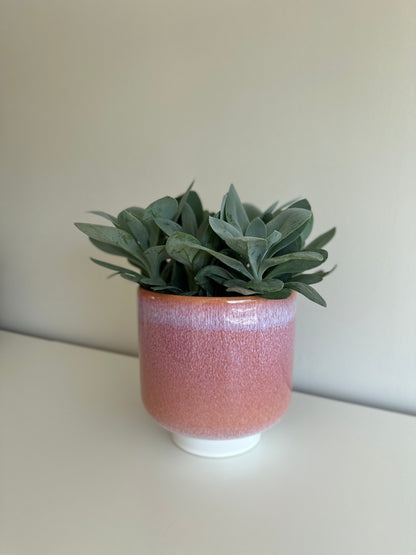 Pot Jade