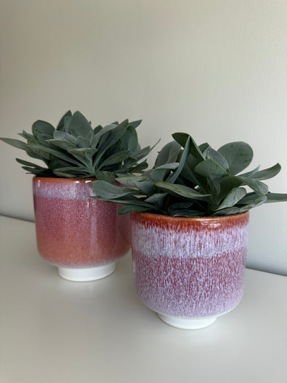 Pot Violet