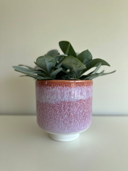 Pot Violet