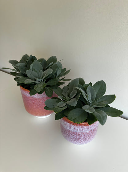 Pot Violet